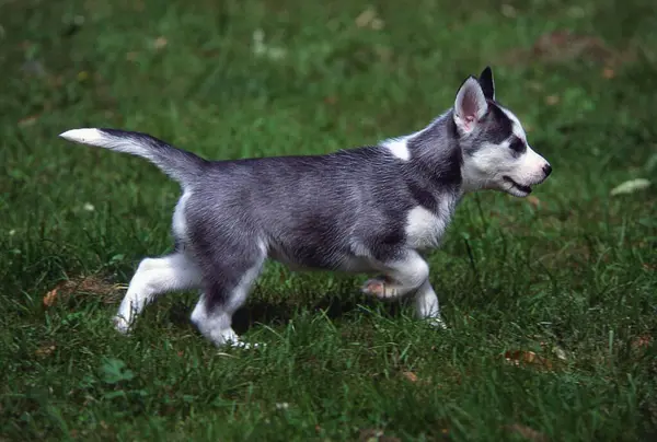 Husky Siberiano Cachorro Semanas Edad —  Fotos de Stock