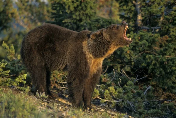 Grizzly Medve Ursus Arctos Horribilis Grisli Grisly Férfi Alfaj Barna — Stock Fotó