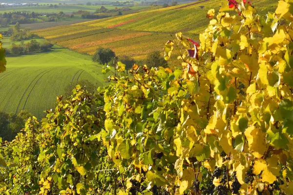 Krnbach Vignobles Colorés Automne Raisins Rouges Sur Vigne Avec Des — Photo