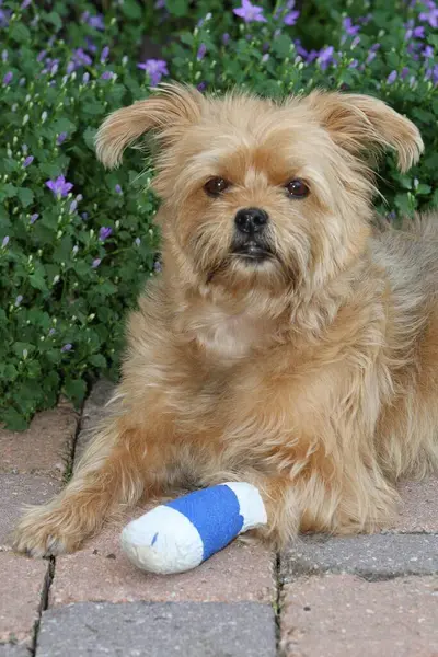 Mixed breed dog with foot bandage