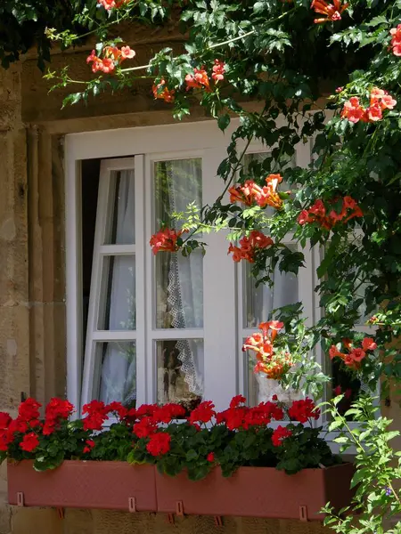 Window with flowers outside, trumpet creeper (Campsis) x tagliabuana, geraniums in the box, Window with flowers outside, trumpet flower, geraniums in the box
