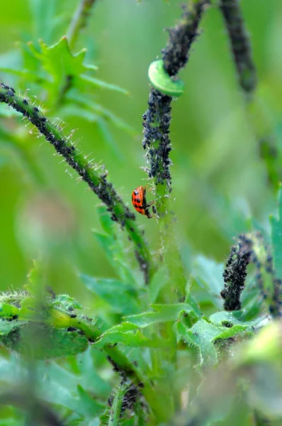Black Aphids Ladybird Poppy Asian Ladybird Asian Lady Beetle Harlequin — Stock Photo, Image