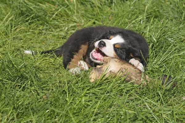 Bernese Mountain Dog Cachorro Semanas Edad Royendo Hueso Grande —  Fotos de Stock