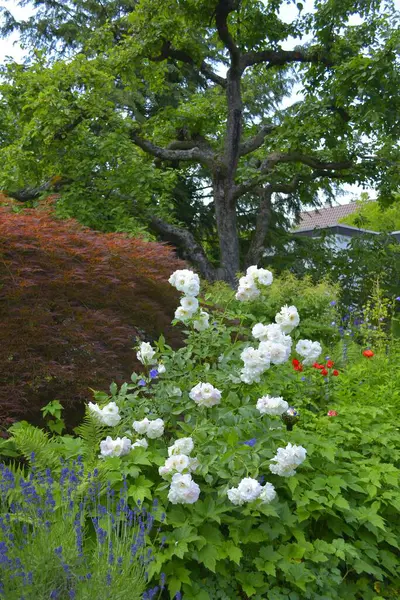 White Roses Perennial Garden Bloom Apple Tree Garden — Stock Photo, Image
