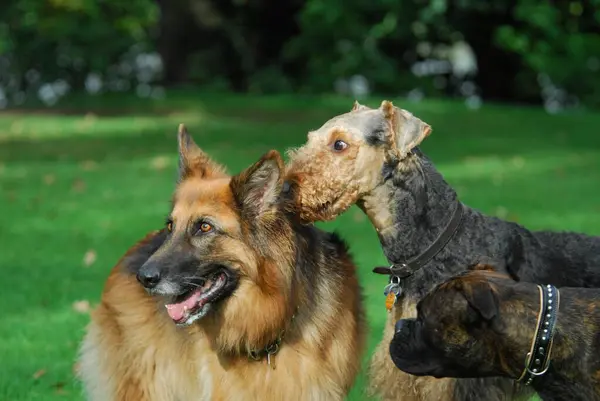 Pastor Alemão Cão Doméstico Canis Lupus Familiaris Airedale Terrier Lado — Fotografia de Stock