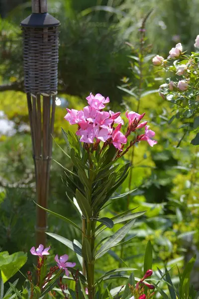 Цветущий Олеандр Nerium Oleander Филиал Саду — стоковое фото