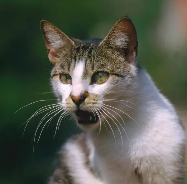 Domácí Kočka Portrétní Tvář — Stock fotografie