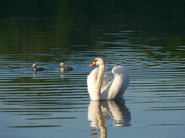 Сван Гавеле Возле Озила Мбаппе Лебедь Озере Лебедь Воде Молодых — стоковое фото