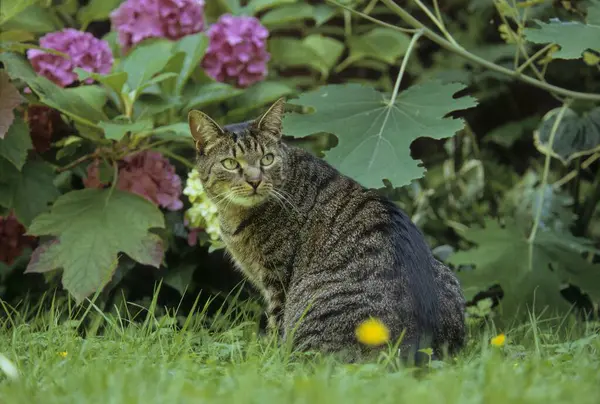 Portrét Roztomilé Kočky Zahradě — Stock fotografie