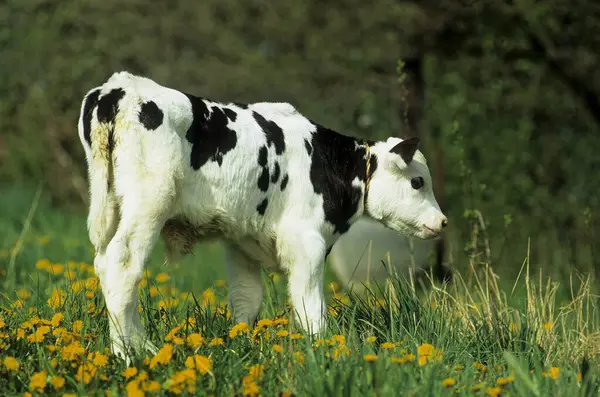 Schwarze Rinder Auf Der Graswiese Nahsicht — Stockfoto