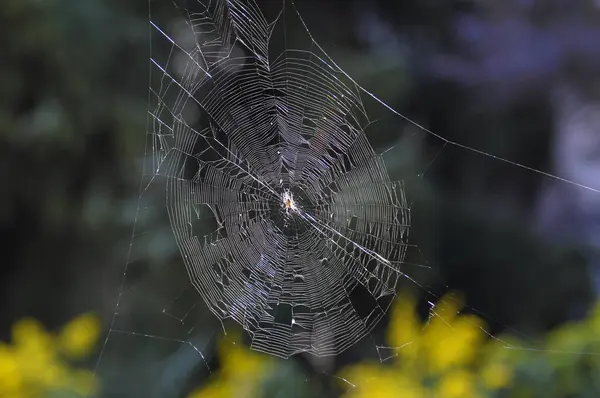 森林里美丽的蜘蛛网 — 图库照片