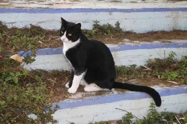 Czarny Biały Kot Siedzi Zewnątrz — Zdjęcie stockowe