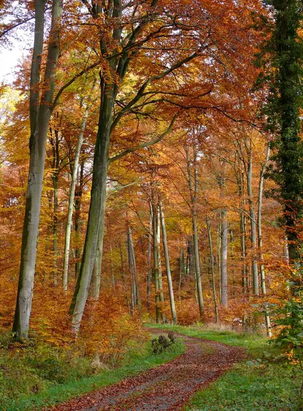 Осенью Цветная Трава Осенний Красивый Лес — стоковое фото