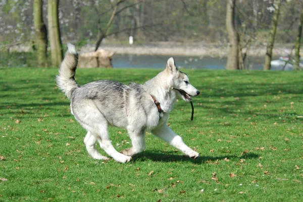 Young Alaskan Malamute, 4, 5 months old, female, running with a stick in the mouth across a meadow, FCI Standard No. 243, young Alaskan Malamute, 5 months old, female, running with a stick in the mouth across a domestic dog (canis lupus familiaris)