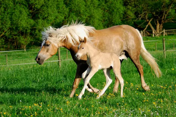 Haflinger Mare Colt Days Old Running Side Side Meadow Equus — Stock Photo, Image