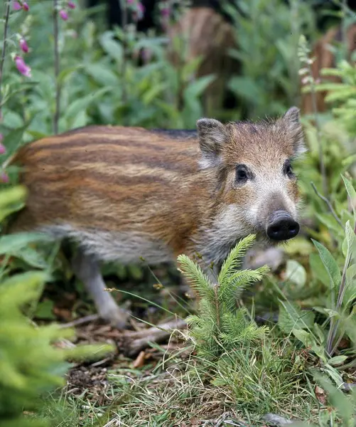 Wild Boar Sus Young Scrola — Stock Photo, Image
