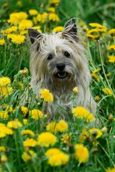 Cairn Terrier Perro Sentado Prado Entre Floración Diente León —  Fotos de Stock