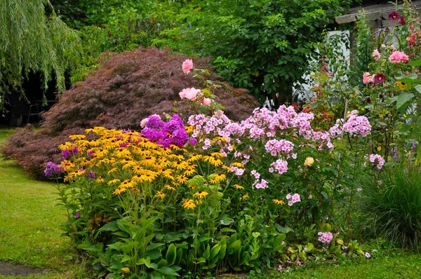 Blommande Perenn Trädgård Närbild — Stockfoto