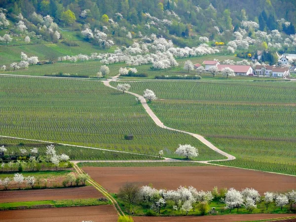 Baharda Güzel Mundelsheim Üzüm Bağları — Stok fotoğraf
