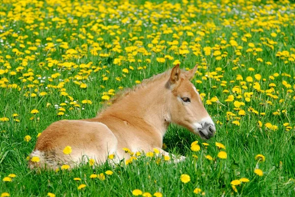 Haflinger Veulen Weken Oud Merrie Ligt Tussen Bloeiende Paardebloem Een — Stockfoto