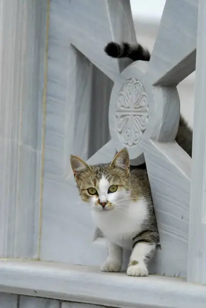 Nahaufnahme Der Niedlichen Hauskatze — Stockfoto