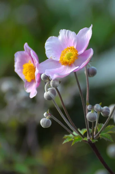 Японский Анемон Цветет Саду — стоковое фото