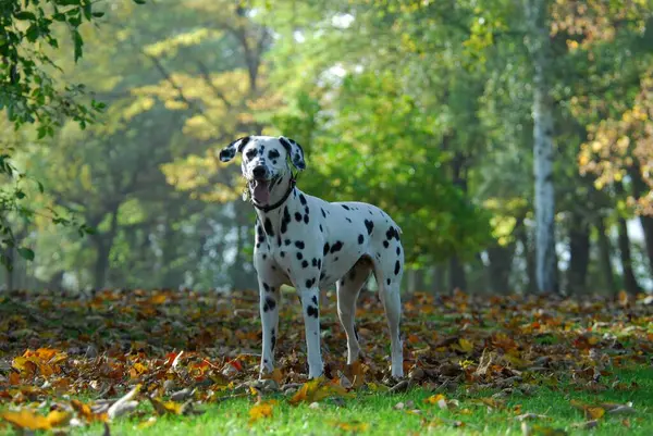 Dalmatian, standing in front of trees with autumnal leaves, FCI Standard No. 153, 6. 3, dalmatian, standing iin font of trees with autumnal leaves