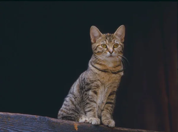 Mladé Domácí Kotě Sedí Dřevěném Plotě — Stock fotografie