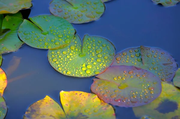 Estanque Jardín Con Almohadillas Lily —  Fotos de Stock