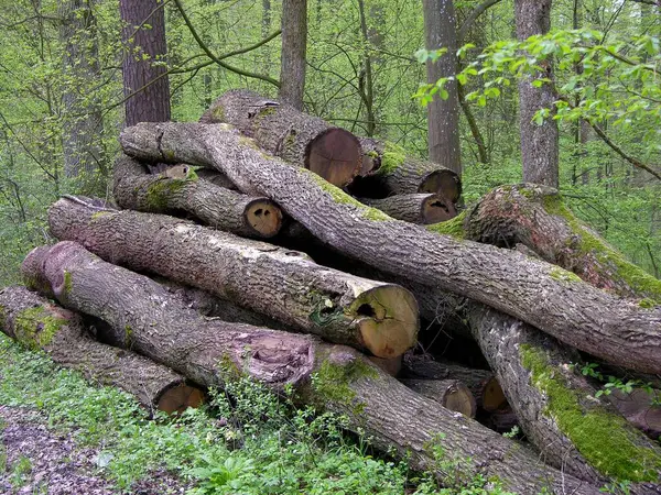 Logs Wood Storage Forest — Stock Photo, Image