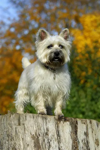 Cairn Terrier Standing Stump Tree Front Trees Autumnal Colours — Stock Photo, Image