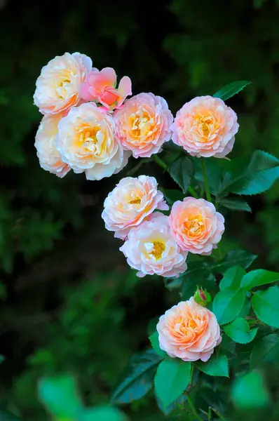 Озеро Боденское Майнау Розовая Ветвь Постельные Розы — стоковое фото
