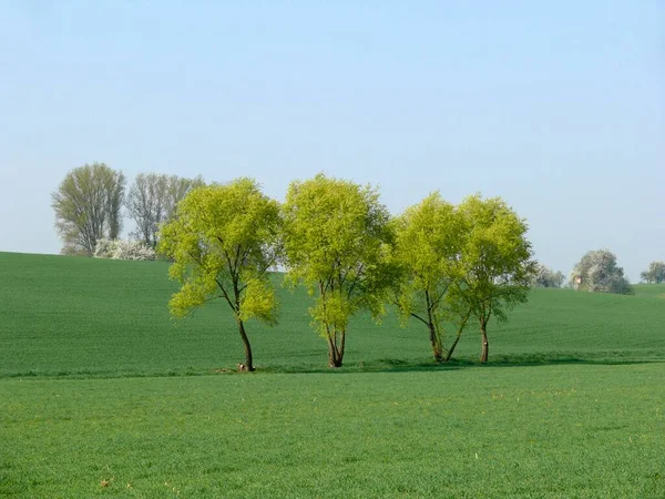 Wilgenbomen Het Voorjaar — Stockfoto