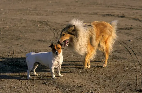 Collie Jack Russell Terrier Skoç Çoban Köpeği — Stok fotoğraf