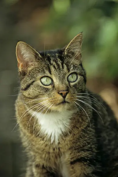 Домашня Кішка Зеленими Очима Позує Вулиці — стокове фото