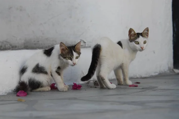 Dwa Młode Kocięta Domowe Białe Plamami Cyklady Grecja Dwa Kocięta — Zdjęcie stockowe