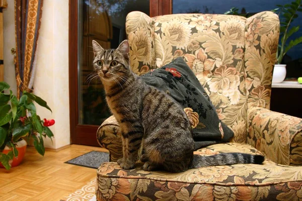 Domowy Kot Siedzi Krześle Domu — Zdjęcie stockowe