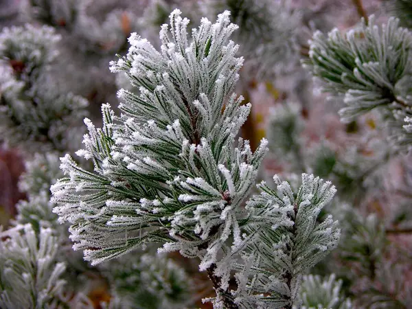 Hoarfrost Pine Tree Close View — Stock Photo, Image