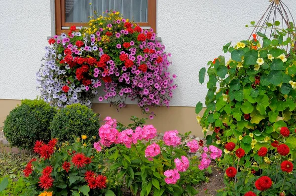 Baden Wrttemberg Black Forest Σπίτι Ανθόκηπο Καλοκαίρι Διαφορετικά Καλοκαιρινά Λουλούδια — Φωτογραφία Αρχείου
