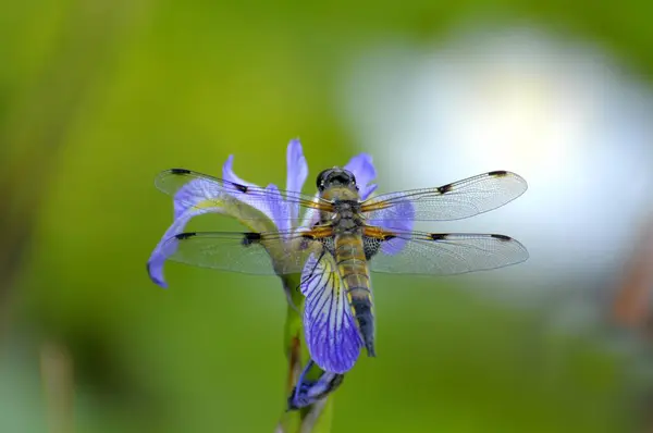 Iris Fleurs Dans Jardin Été — Photo
