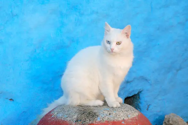 Gato Doméstico Sentado Frente Pared Azul —  Fotos de Stock