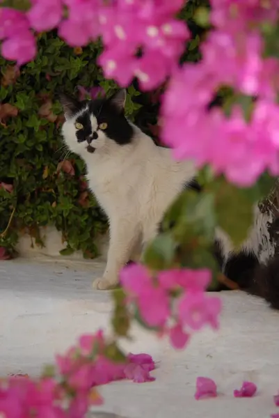 Ładny Kot Ogrodzie Różowymi Kwiatami Pierwszym Planie — Zdjęcie stockowe
