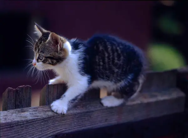 귀여운 고양이의 초상화 클로즈업 — 스톡 사진