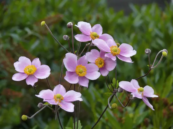 Japanese Anemone Flowering Garden Anemone Lesseri — Stock Photo, Image