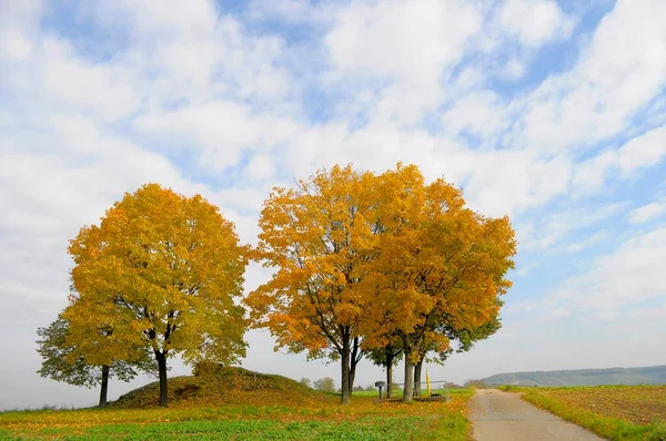 Ścieżka Gruntowny Jesienny Złożony Malownicze Tło Natury — Zdjęcie stockowe