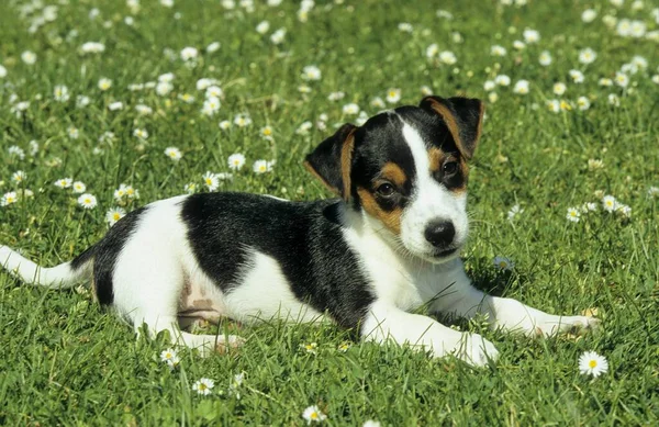 Jack Russell Terrier Semaines — Photo