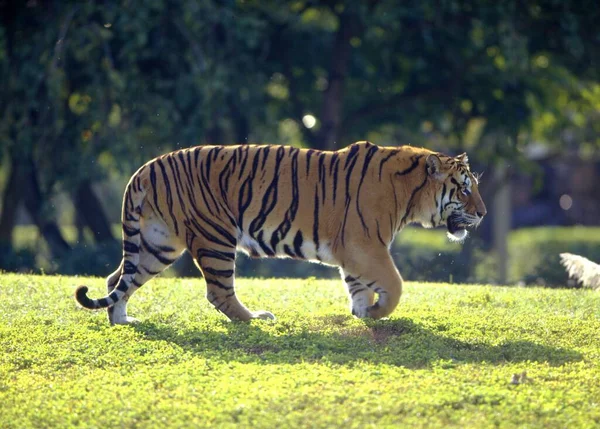 Royal Bengal Tiger Panthera Tigris Tigris – stockfoto