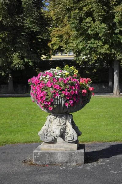 Petunia Blommor Sommarträdgård — Stockfoto