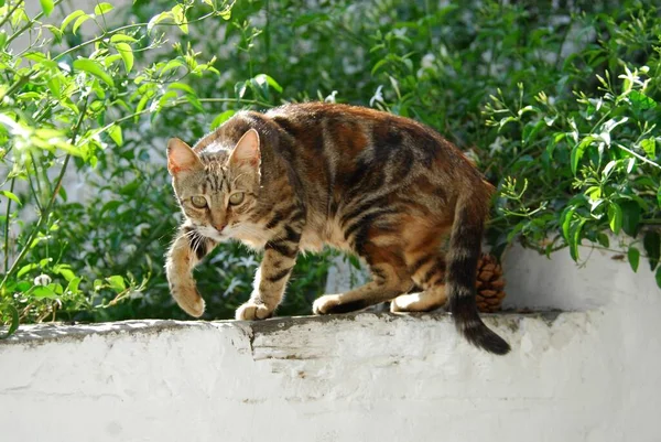 Pisică Domestică Mergând Gard Grădina Vară — Fotografie, imagine de stoc