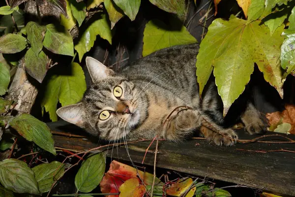 Gato Doméstico Posando Jardim Verão — Fotografia de Stock
